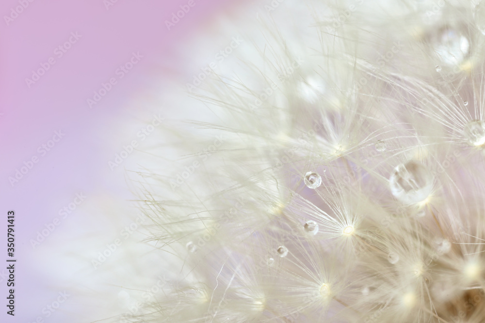 Beautiful dandelion on color background, closeup