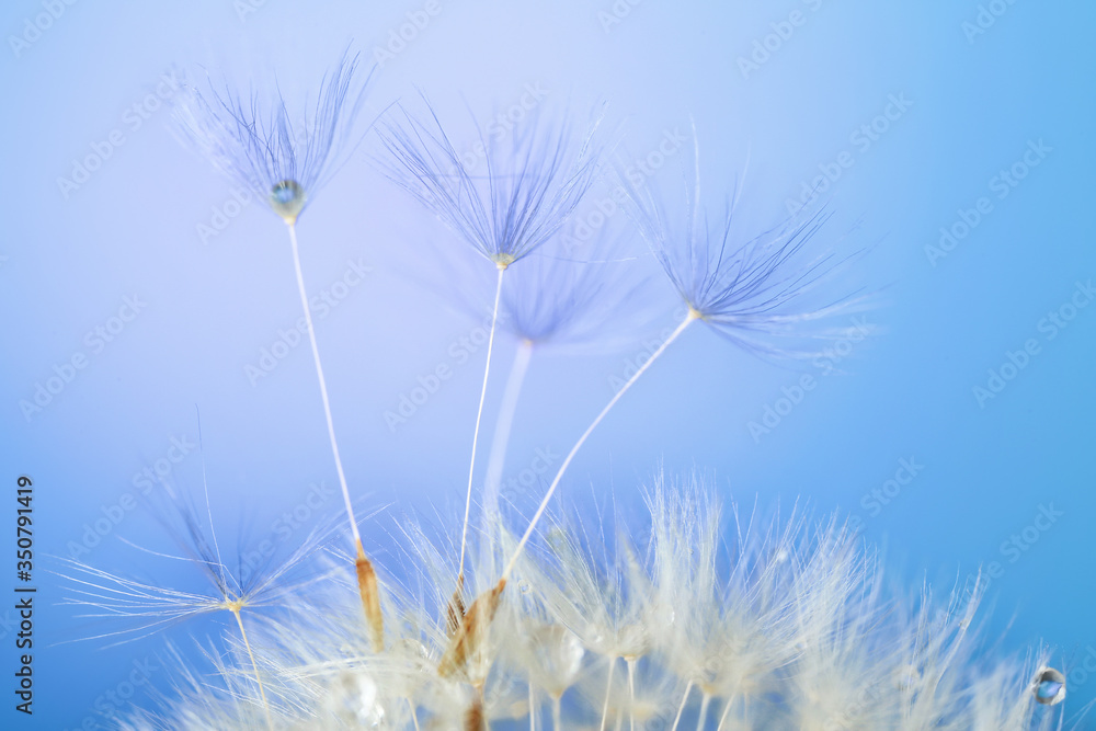 Beautiful dandelion on color background, closeup