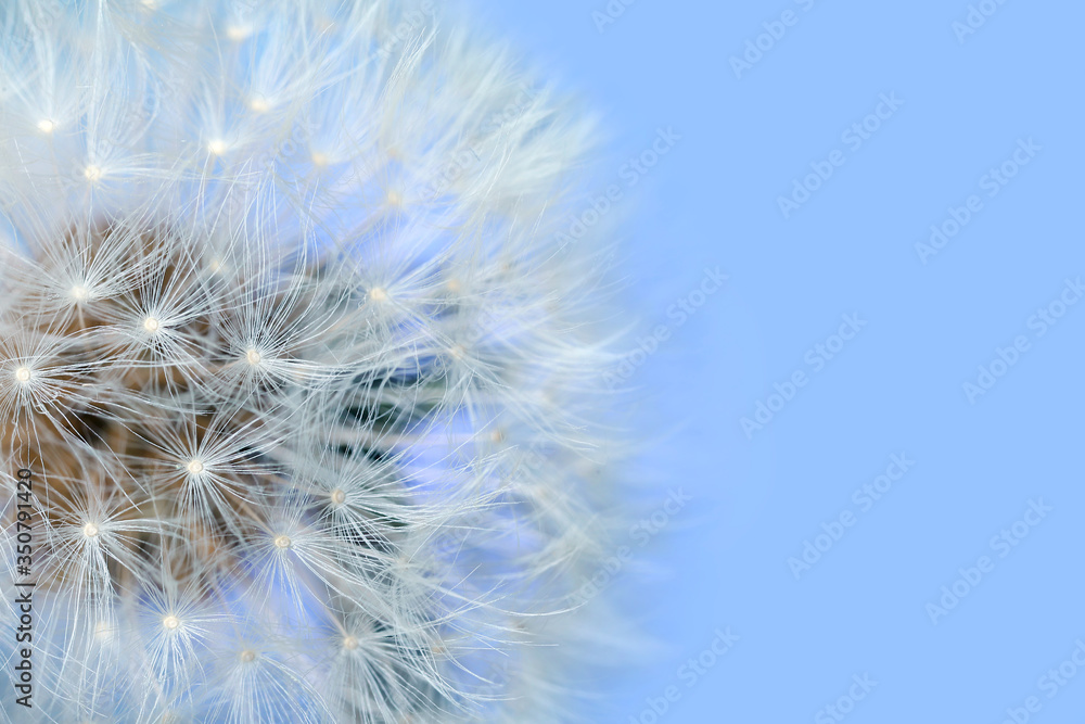 Beautiful dandelion on color background, closeup