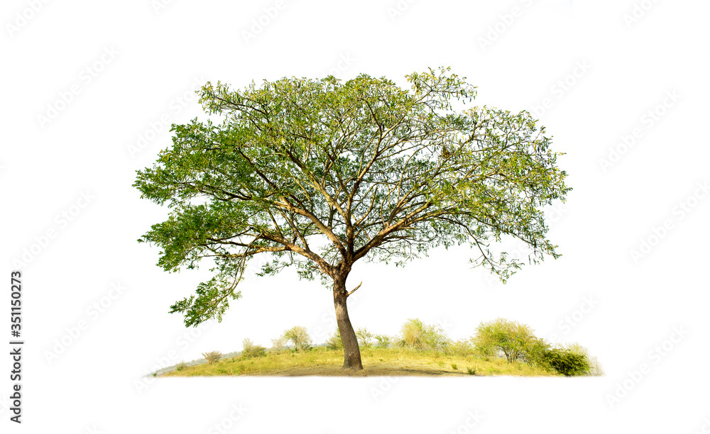 Tree isolated on white background with clipping paths for garden design