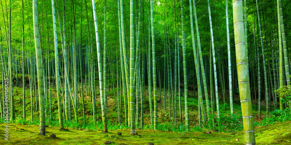 日本京都附近荒山的竹林