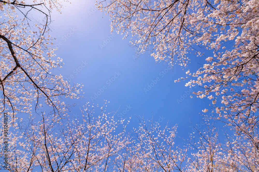 青空と満開の桜