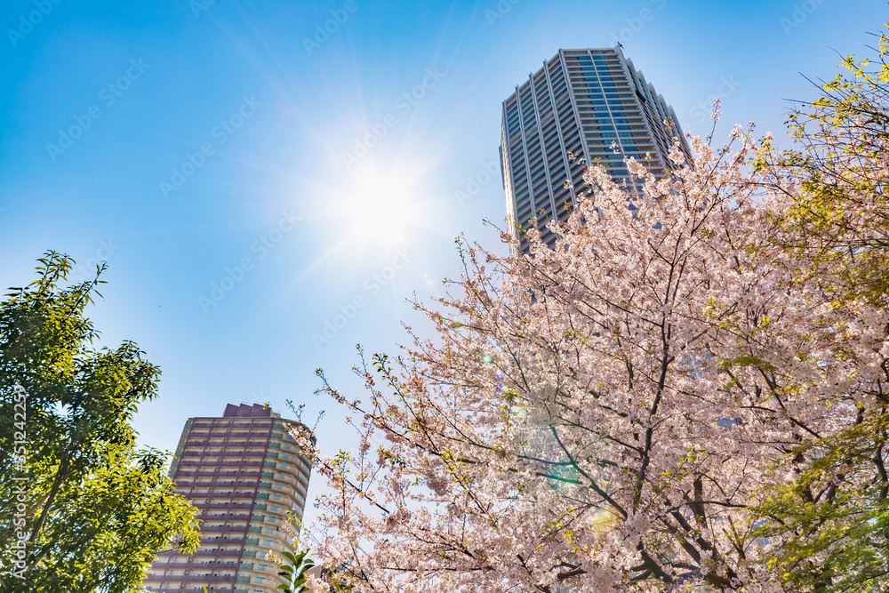 都会に咲く綺麗な桜