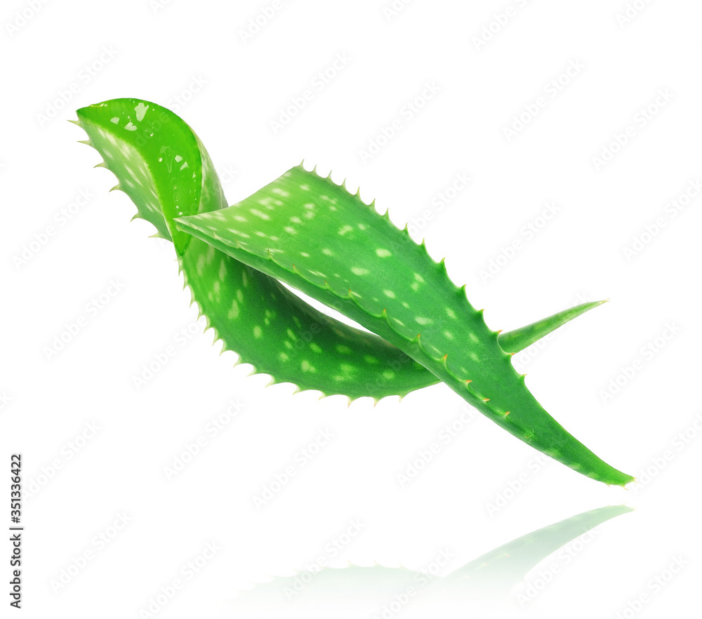 Two stalks of aloe vera close-up on a white background