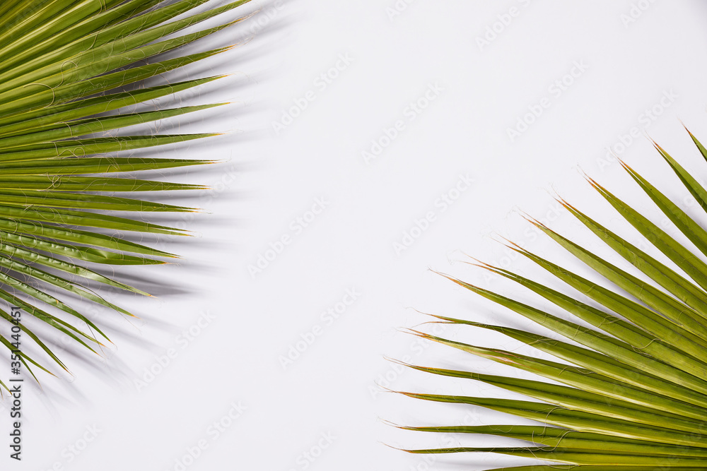 Close up of palm leaves background