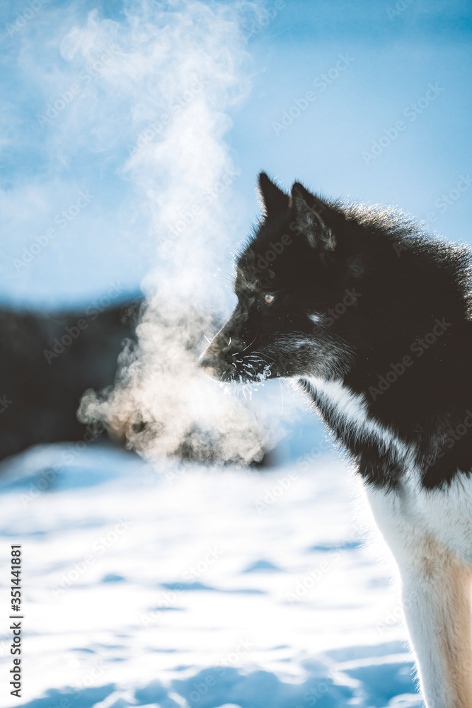 呼吸冰冷的格陵兰雪橇犬