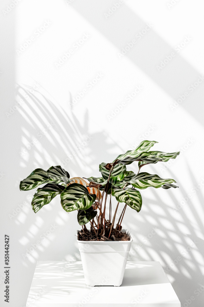 白墙边的Calathea Makoyana壶