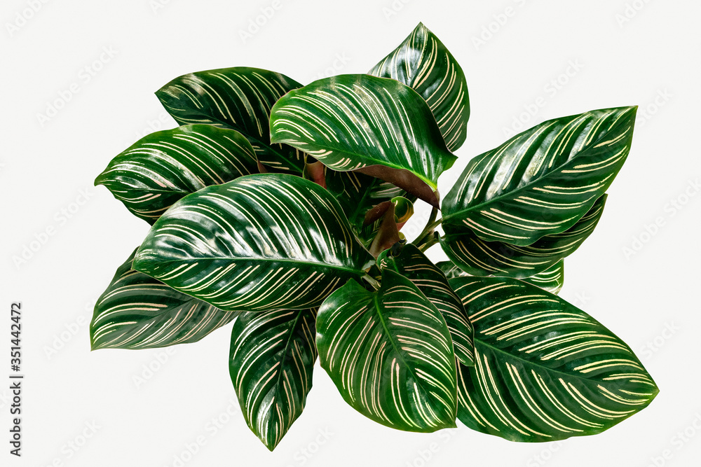 Calathea Ornata叶子被隔离在白色背景模型上