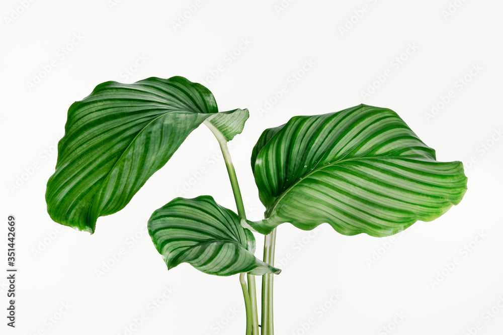 Calathea Orbifolia leaves isolated on background