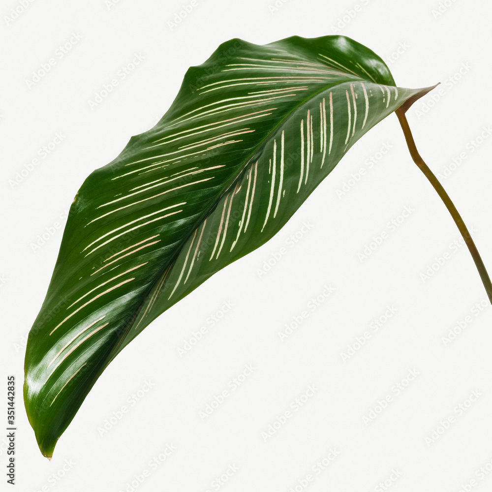 Calathea Ornata叶子被隔离在白色背景模型上