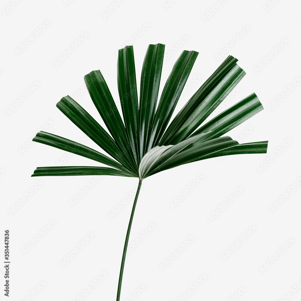 Fresh green fan palm leaf on an off white background