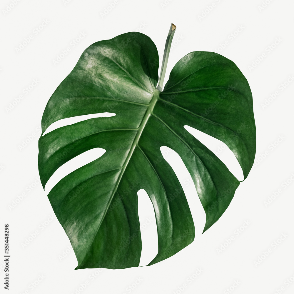 Monstera delicosa plant leaf  on a white background