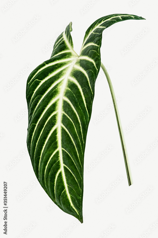 Alocasia leaf on white background mockup