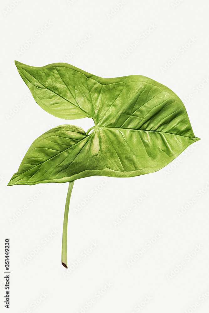 Alocasia leaf on white background mockup