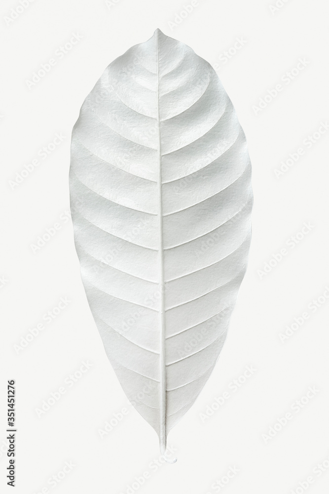 Dry bleached white leaf isolated on background mockup