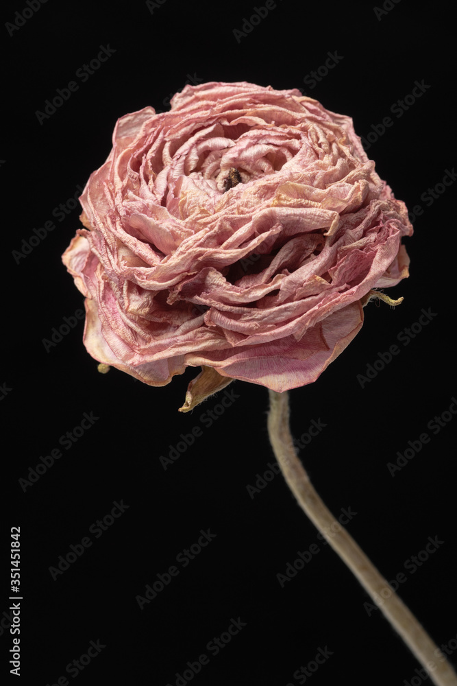 Dried pink buttercup flower on a black background