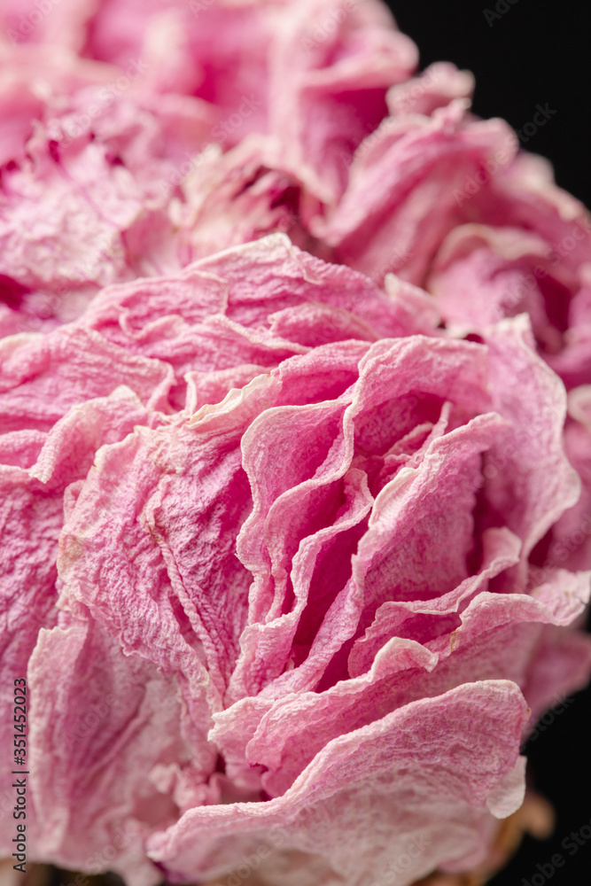 Dried pink peony flower macro shot