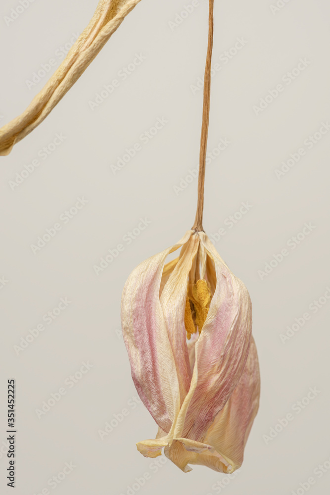 Dried tulip flower on a gray background