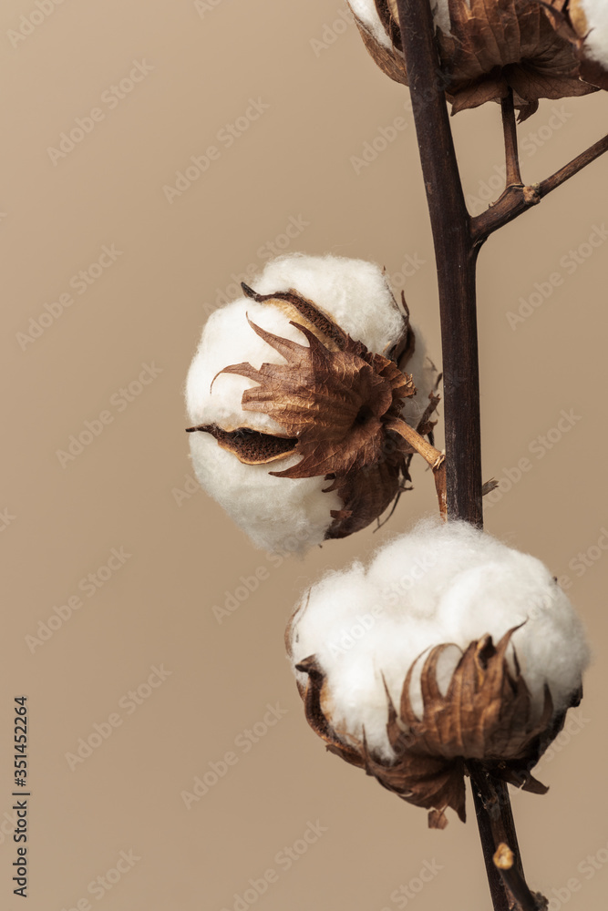 Dried fluffy cotton flower branch on a beige background