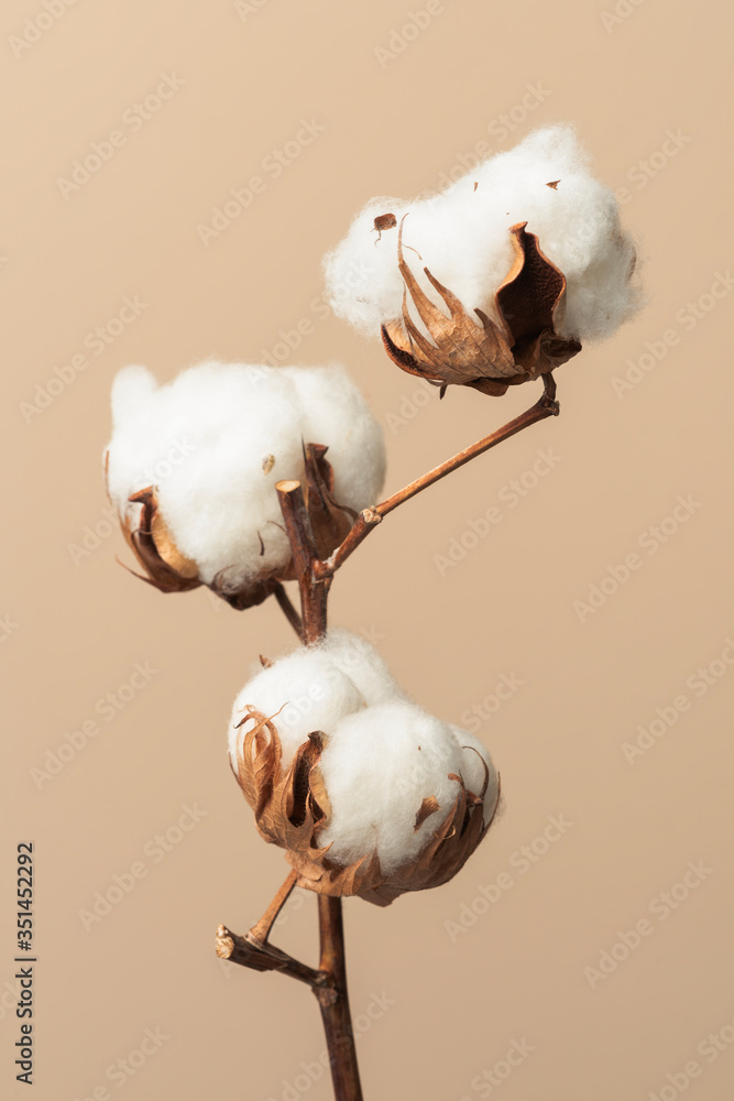 Dried fluffy cotton flower branch on a beige background