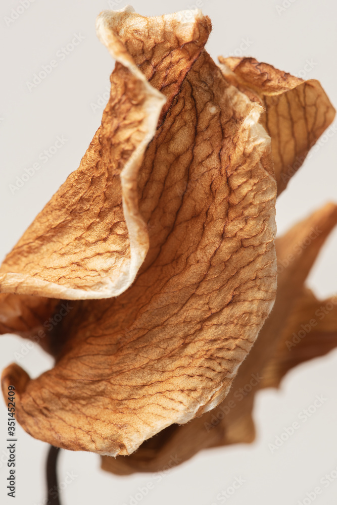 Dried cymbidium orchid flower on a graybackground