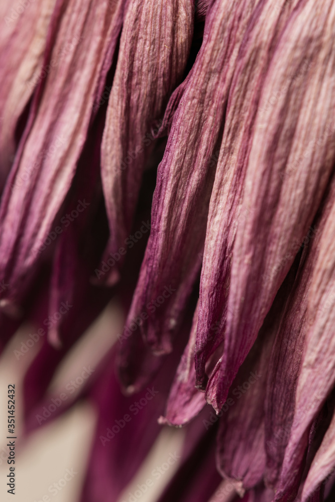 Dried pink gerbera flower petals macro shot