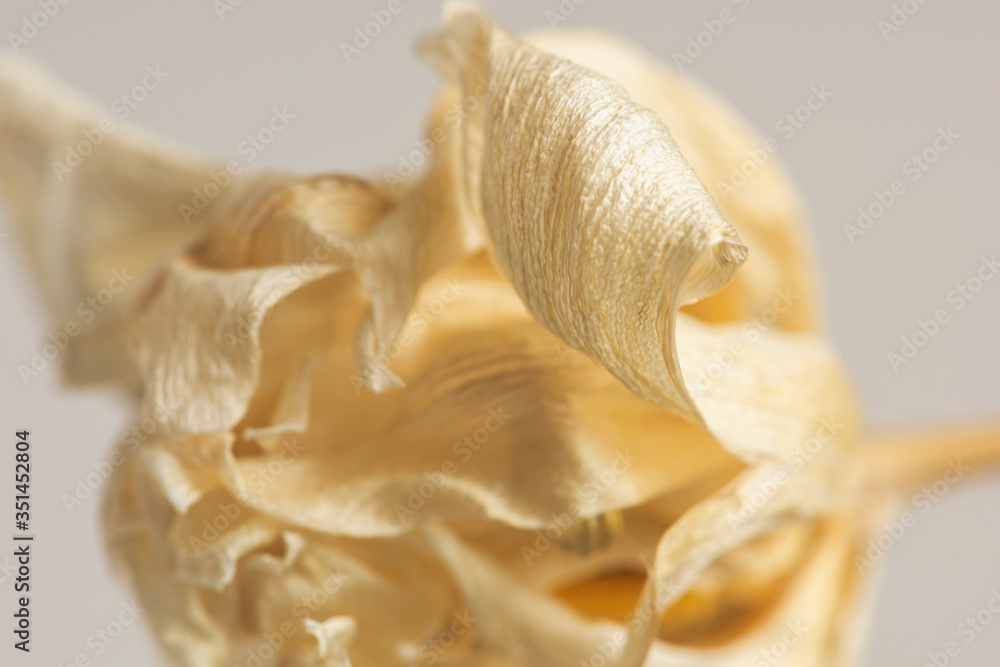 Dried tulip flower on a gray background