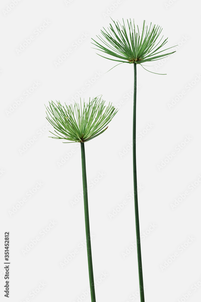 Papyrus plant on an off white background