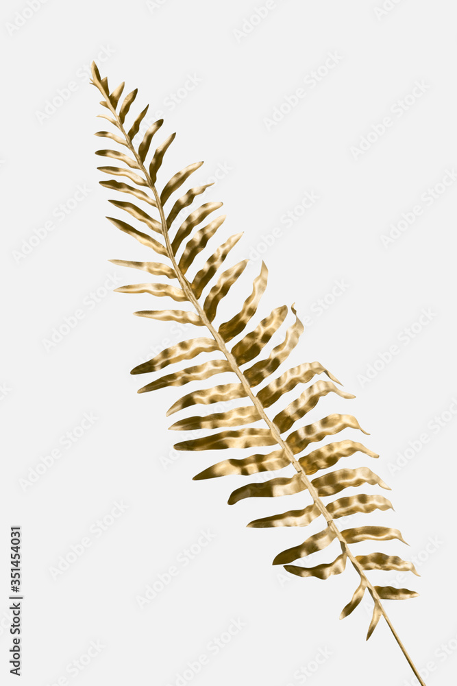 Golden leatherleaf fern plant on an off white background