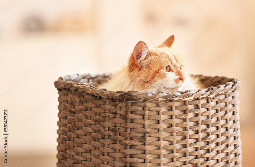 Cute funny cat in wicker basket at home