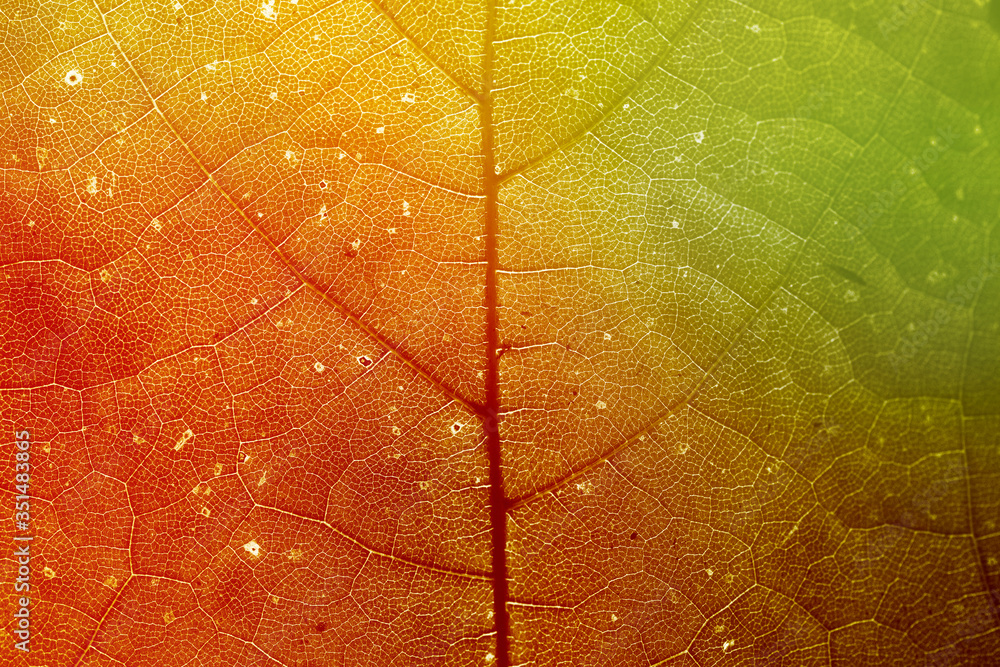 Star gooseberry leaf texture macro background