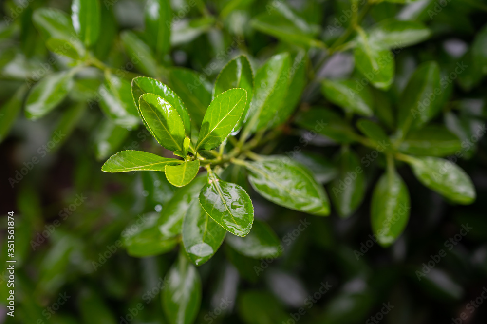 Green leaves and drops of water