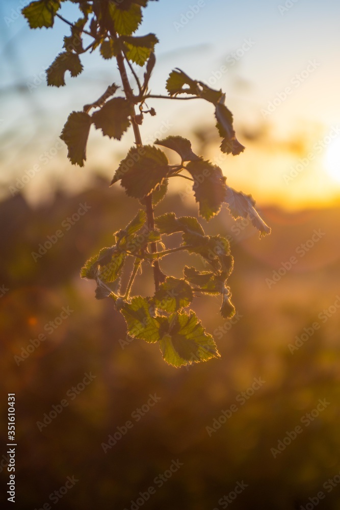 Blatt im Licht