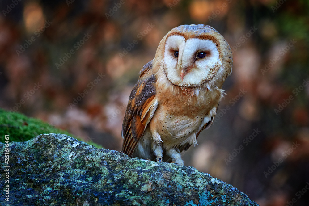 黑暗森林中的猫头鹰。仓鸮，Tyto alba，坐在有绿色蕨类植物的老树桩上的漂亮鸟