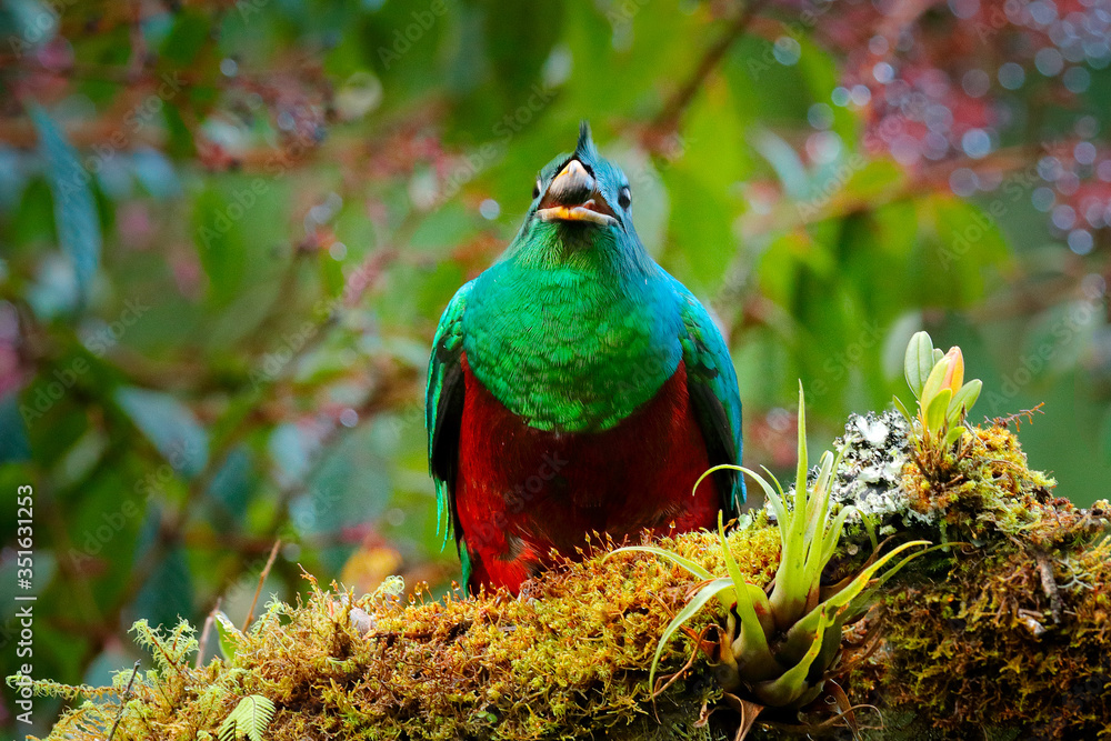 Quetzal，Pharomachrus mocinno，来自自然哥斯达黎加，绿色森林。壮丽的神圣薄雾