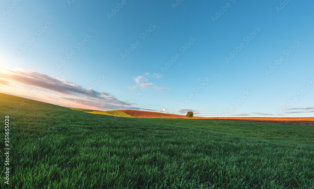 green agricultural field of sprouted young wheat on private agricultural land with trees on the hori