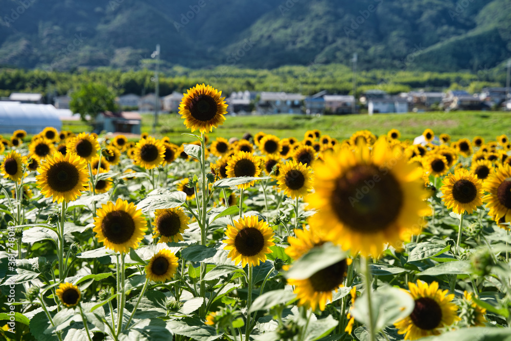 京都　大原野　満開のひまわり畑