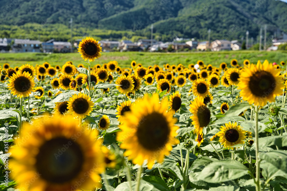 京都　大原野　満開のひまわり畑