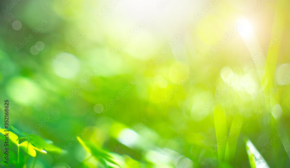 美丽的自然模糊背景。绿色Bokeh。带有新鲜花丝的夏季或春季抽象背景