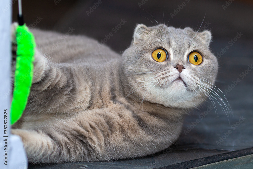 A grey cat plays with a toy lying on the floor.