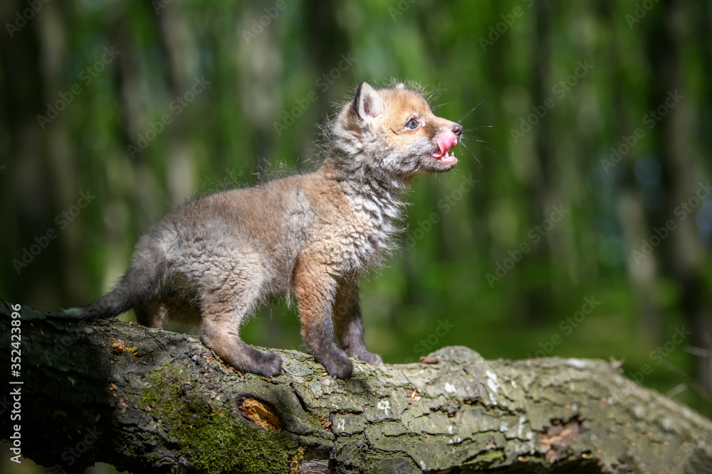 Red fox, vulpes vulpes, small young cub in forest on branch