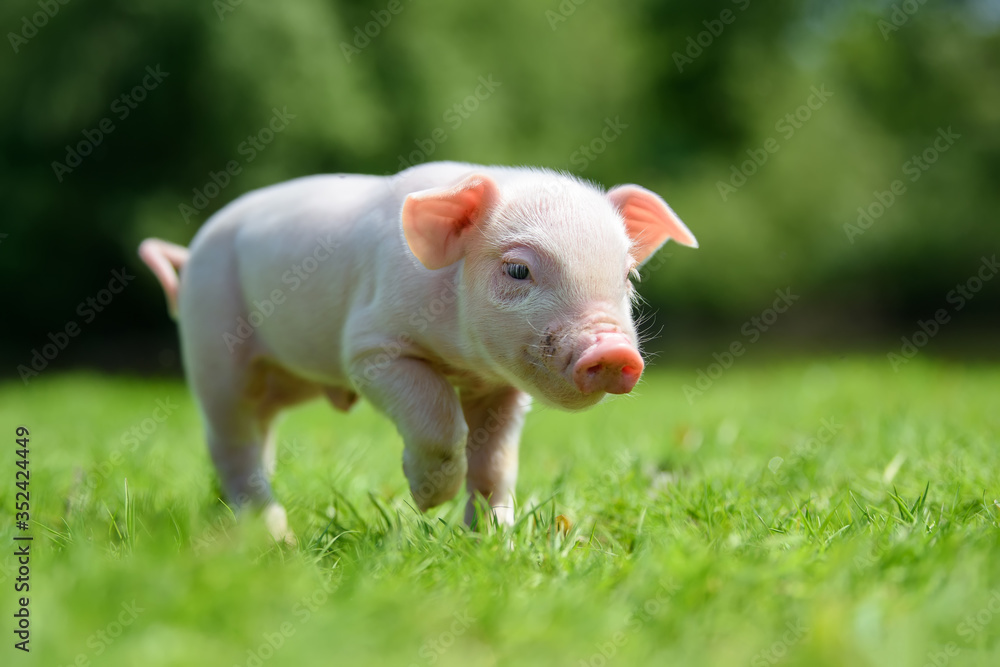 Funny  little ping piglet on spring green grass