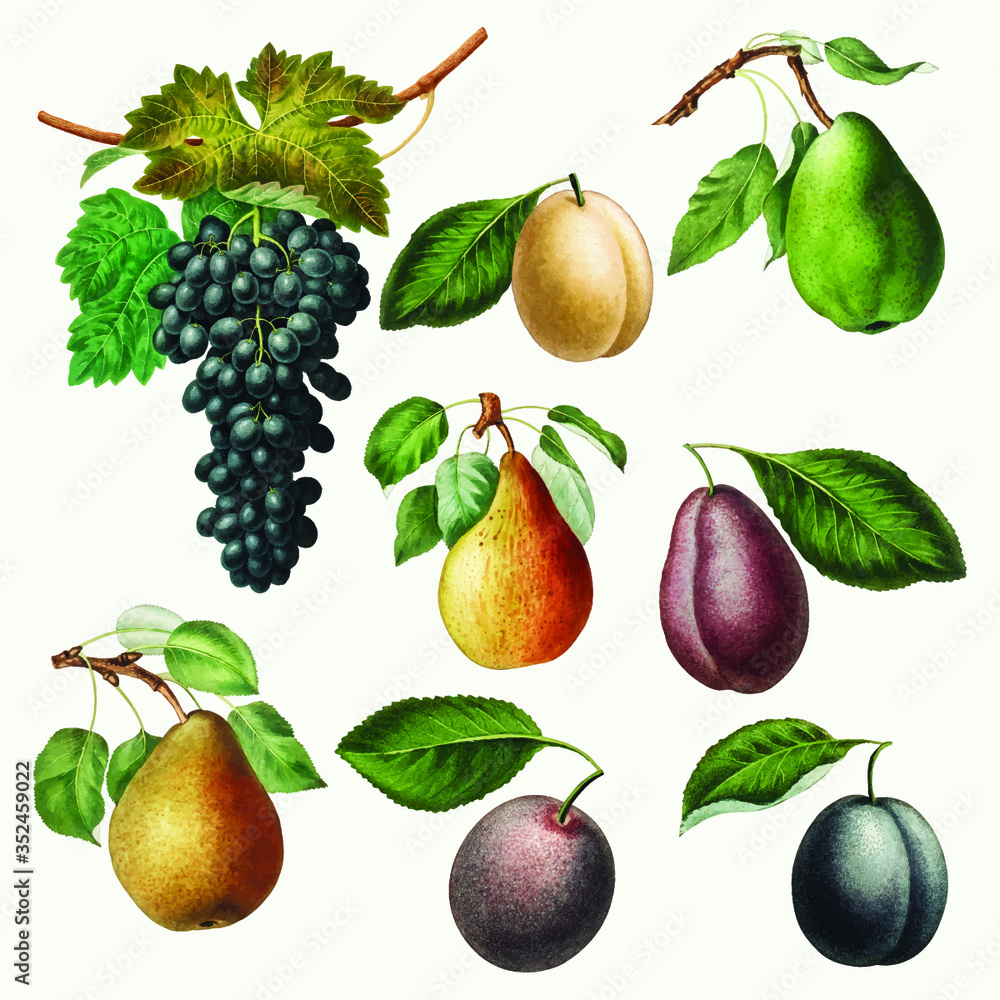 Set of grape, pears and plums illustration vector