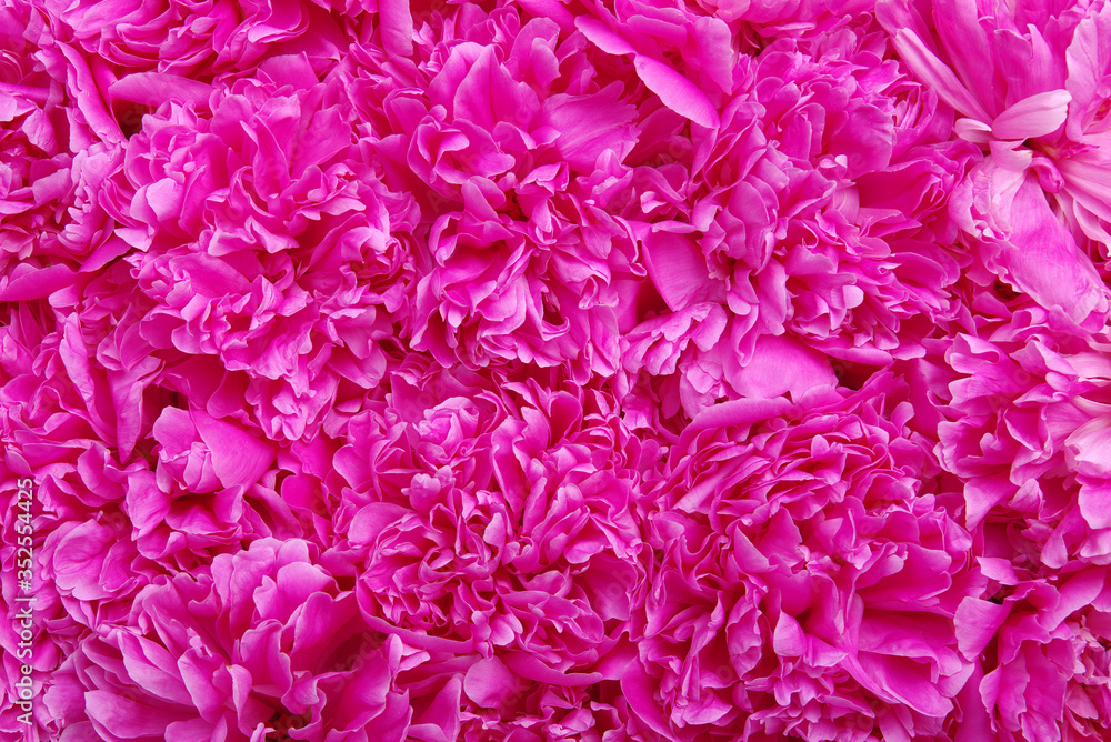 beautiful pink peony flower