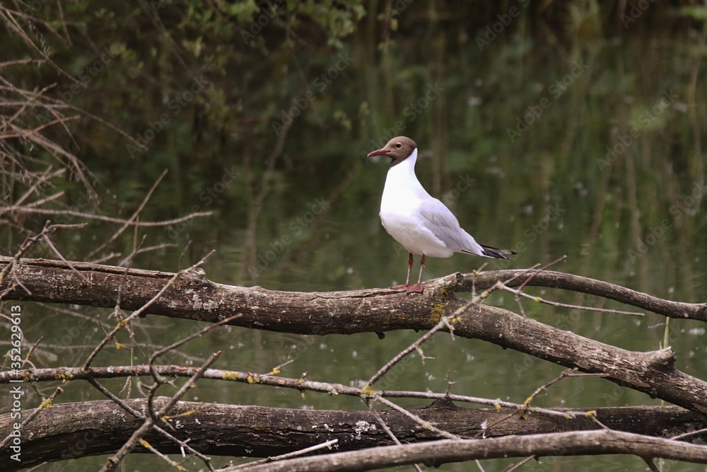 Mouette rieuse