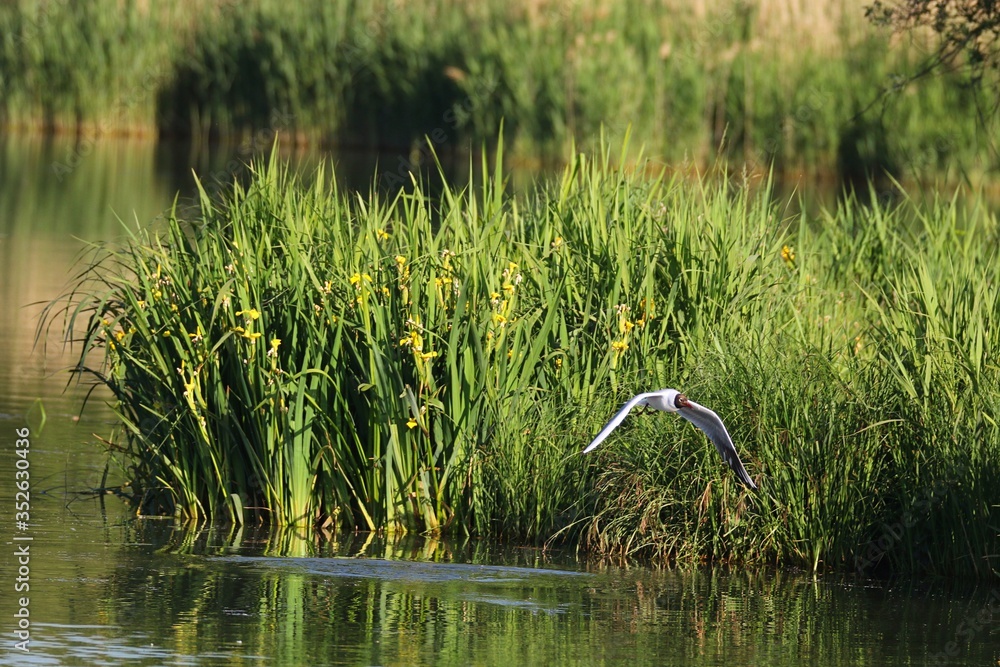 Mouette rieuse