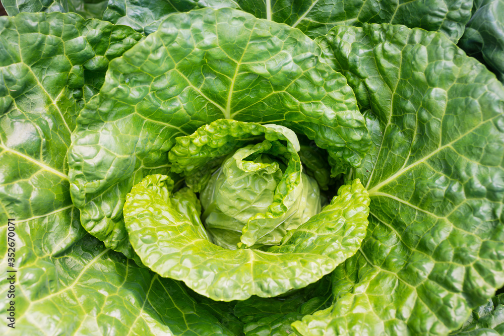 新鲜成熟的萨沃伊卷心菜（Brassica oleracea sabauda），有很多自制的叶子