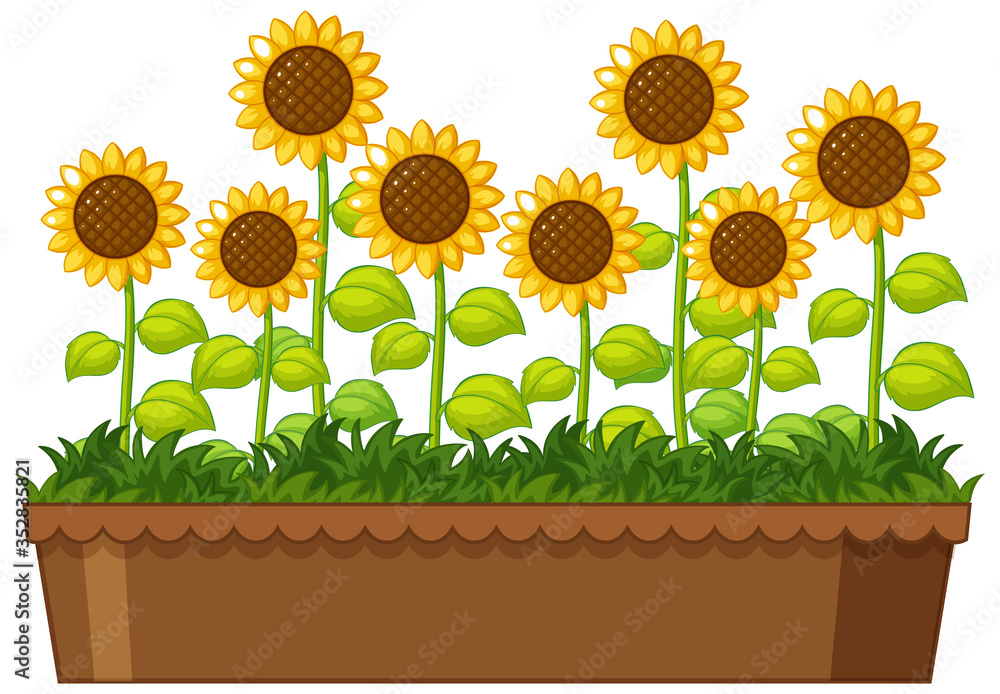 Beautiful sunflowers in pot on white background