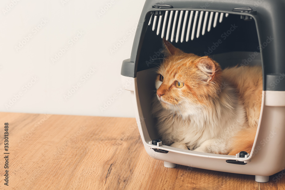 Cute funny cat in carrier at home