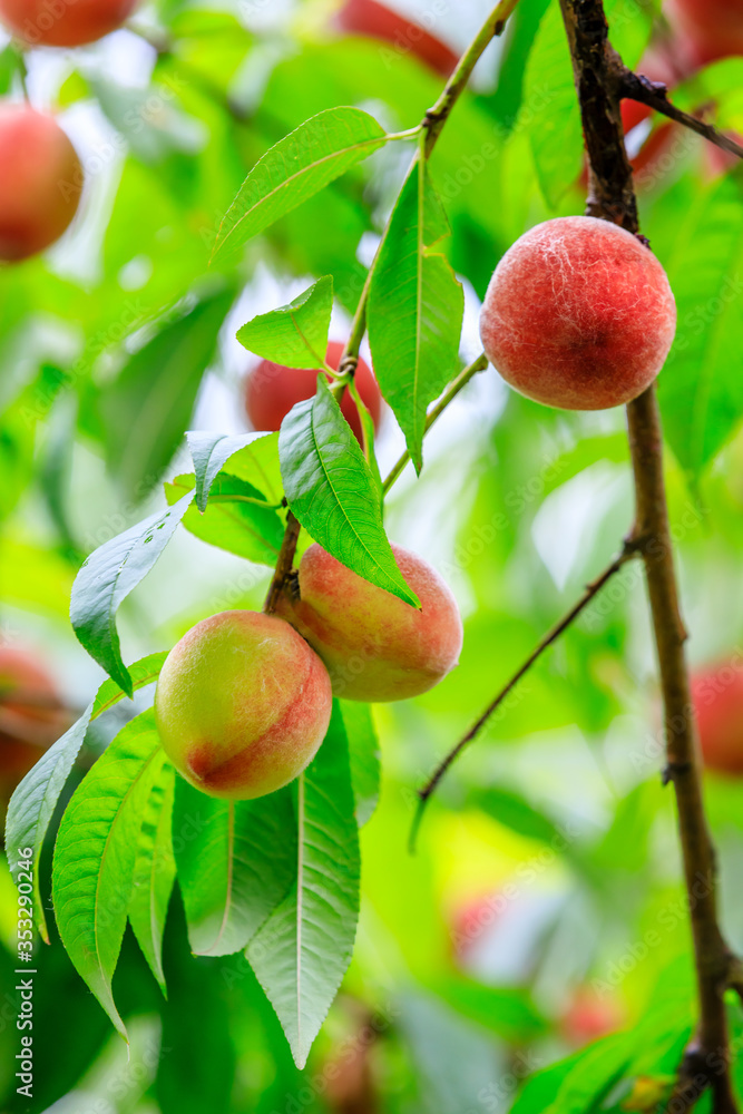 Ripe peach fruits growing on a peach tree in orchard.